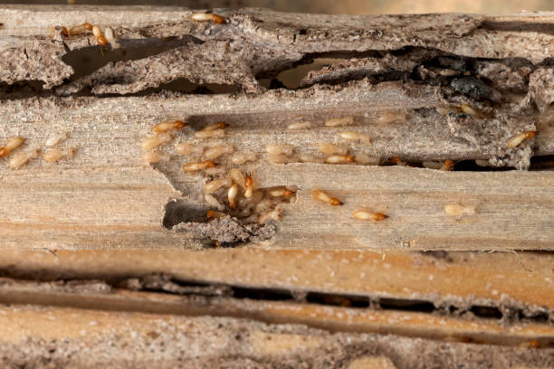 Wildlife Control Services in Mooresville, NC